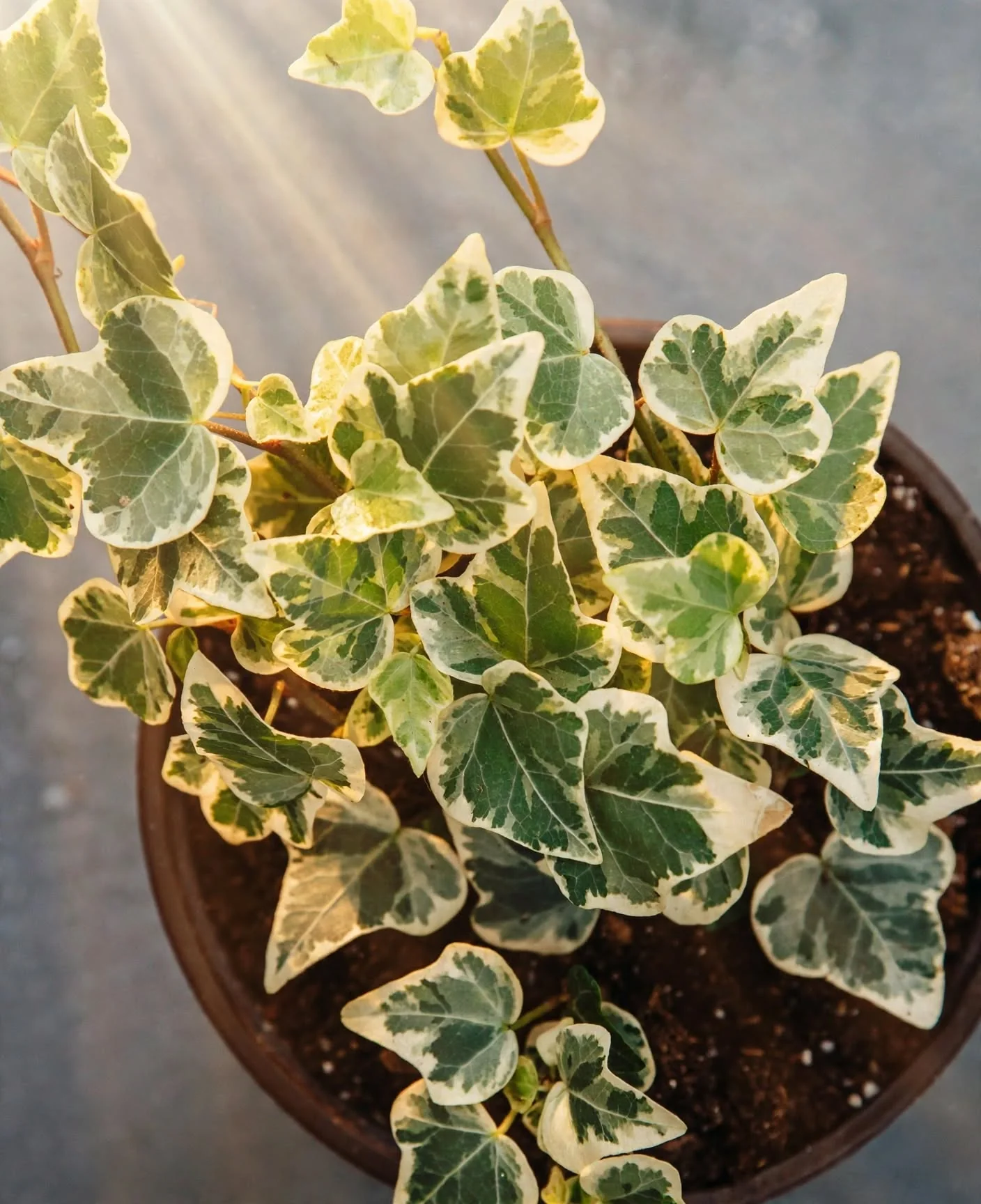 English Ivy, photo 1