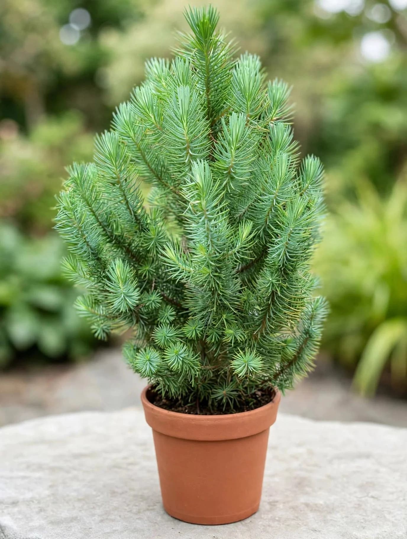 Green Pine