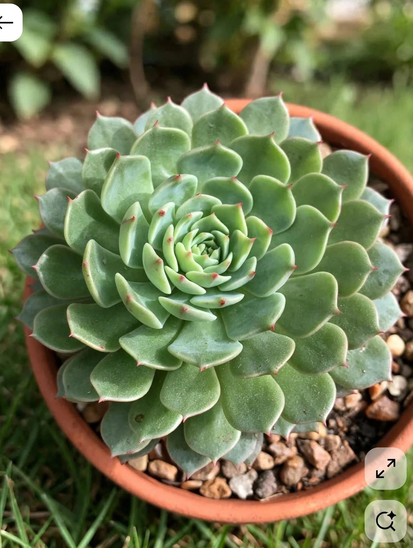 Green Pinwheel Succulent